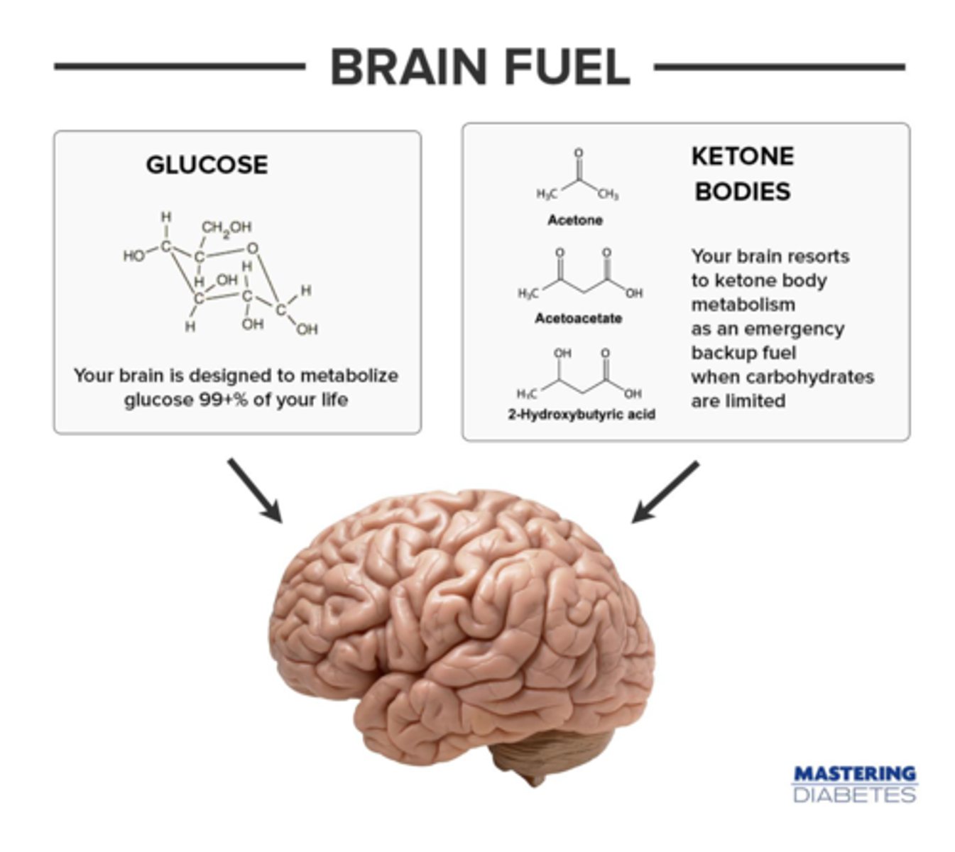 <p>(D) ketones</p><p>The excess acetyl-CoA molecules in the fasting state are used to produce ketones.</p><p>In the fed state, these excess acetyl-CoA can be used to create fatty acid stores.</p>
