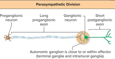 <ul><li><p>craniosacral division</p></li><li><p>pre neurons in S2-S4 spinal cord</p></li><li><p><strong>pre </strong>neurons are<strong> long with few branches</strong> and <strong>post </strong>are <strong>short</strong></p></li><li><p>ganglia close or in effector</p></li></ul><p></p><p><strong>long pre axons with few branches = few effectors at a time</strong></p>