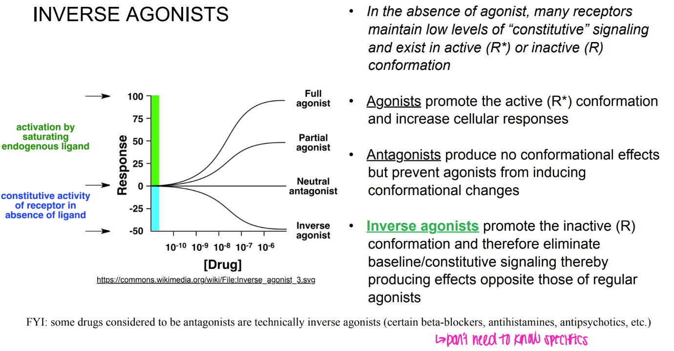 <p>promote INACTIVE conformation → OPPOSITE effects of agonist.</p><p>antagonists: block active site so agonists can’t bind. → NO effects.</p>