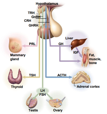 <p>Links nervous and endocrine systems - hypothalamus controls the pituitary which controls everything</p>