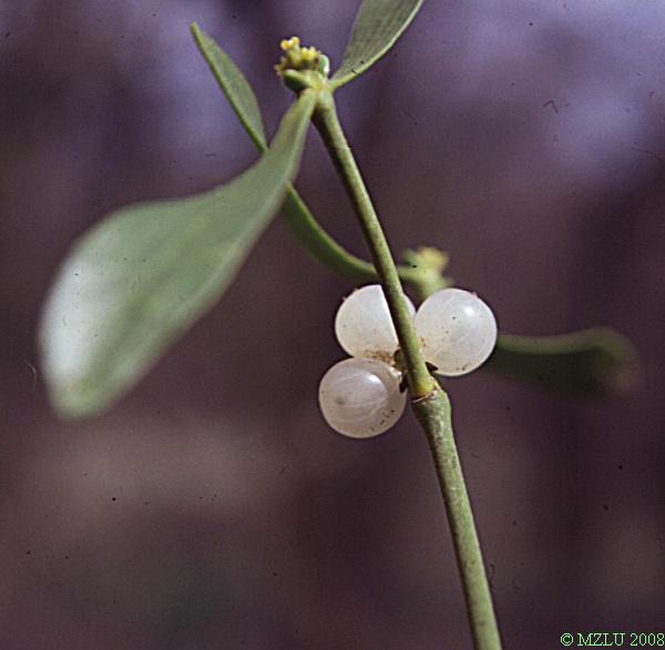 <p><span><em>Viscum album</em></span></p>