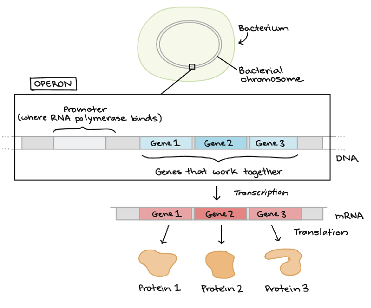 <p>a number of genes that are controlled collectively by one promoter</p><ul><li><p>occurs primarily in prokaryotes</p></li></ul><p></p>