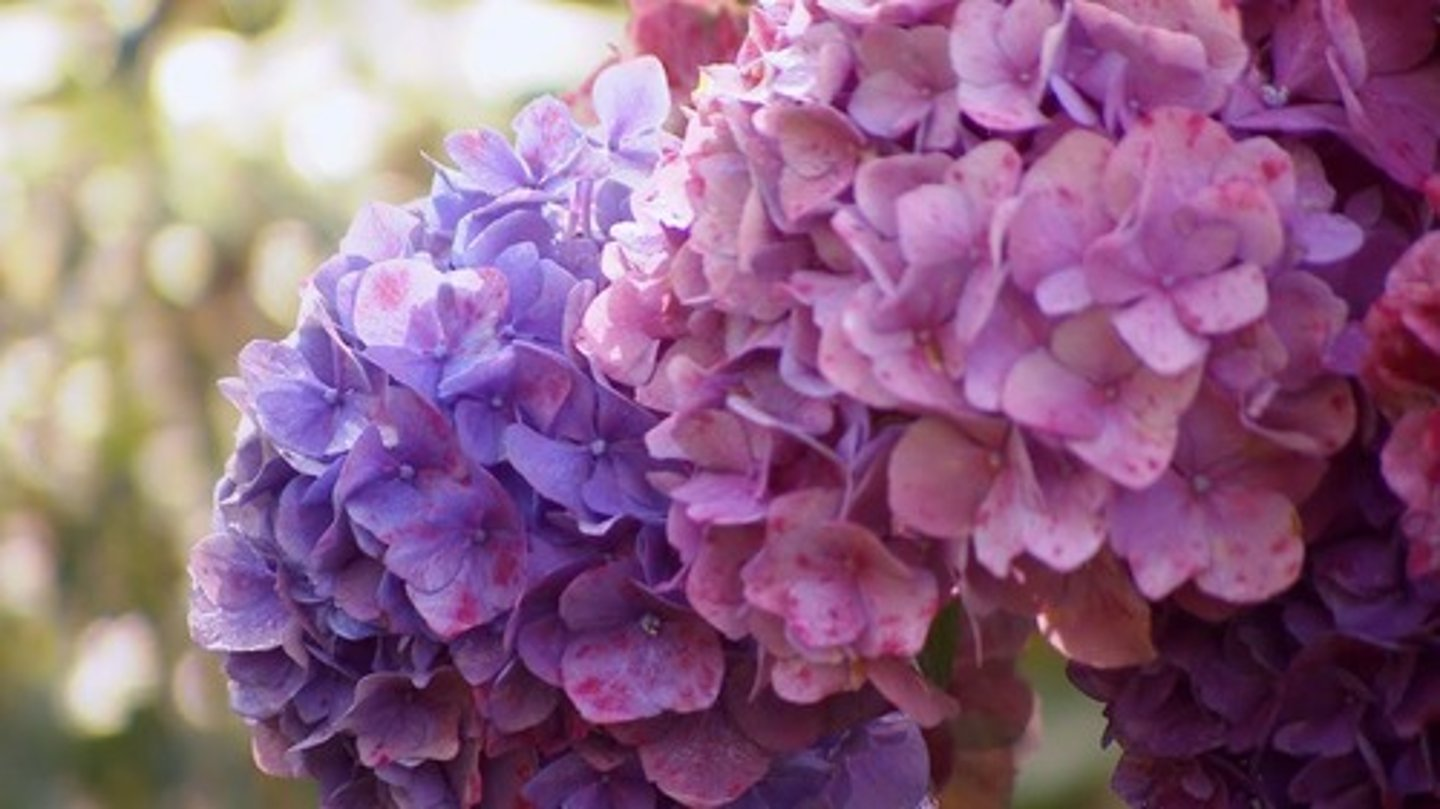 <p>HORTÊNSIA</p>