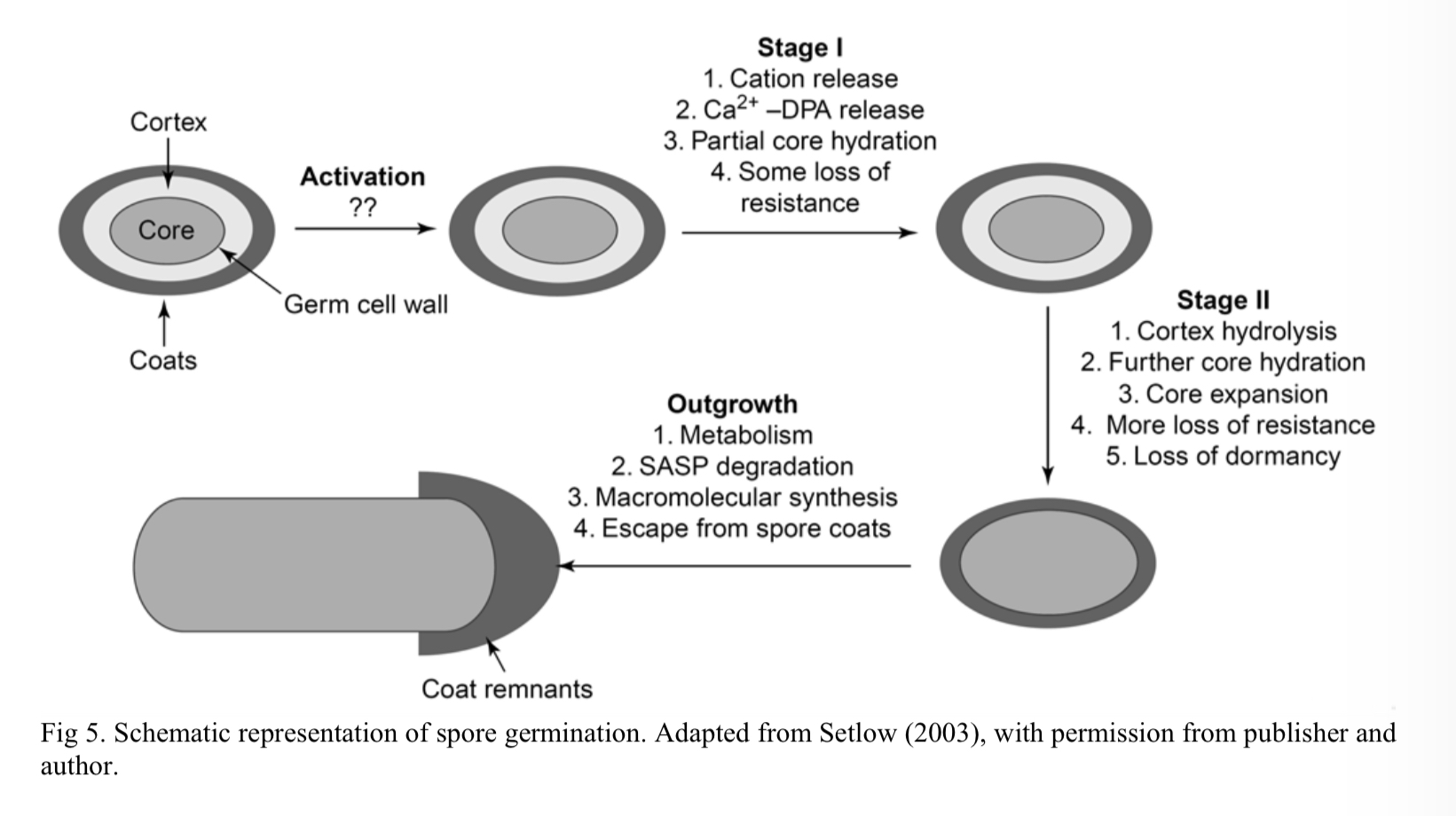 <p>Triggered by an environmental change which initiates gene expression, completed in 6 hours.</p><ol><li><p><strong>Activation</strong></p></li><li><p><strong>Germination </strong></p></li><li><p><strong>Overgrowth</strong></p></li></ol>