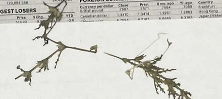 <p>plant?</p>
