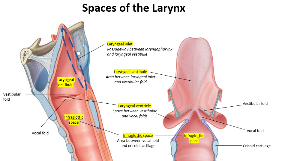 <p><strong>Infraglottic space</strong></p><p></p><p>The <strong>recurrent laryngeal nerve</strong> is responsible for:</p><ul><li><p><strong>Motor innervation</strong> to most of the intrinsic muscles of the larynx (except the cricothyroid).</p></li><li><p><strong>Sensory innervation</strong> to the <strong>infraglottic space</strong>, which is the area <strong>below the vocal cords</strong>.</p></li></ul><p>Damage to this nerve, such as during a thyroid biopsy, would <strong>diminish sensation in the infraglottic space</strong>.</p>