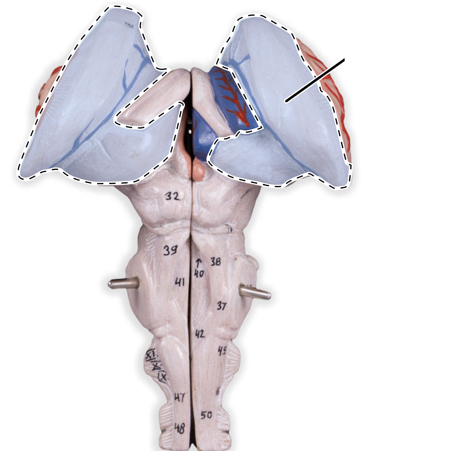 <p>thalamus </p>