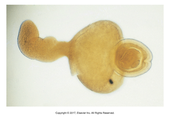 <ol><li><p>Eggs pass in feces​</p></li><li><p>Ingested by arthropod intermediate host​</p></li><li><p>Hexacanth embryo matures into tailed cysticercoid​</p></li><li><p>Attaches to lining of small intestine and matures into adults</p></li></ol><p></p>