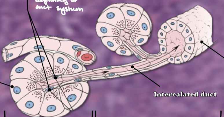 <p>Exocrine pancreas: Label</p>