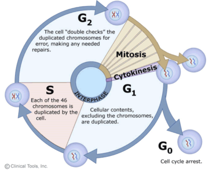 <p>interphase = G1 + S + G2</p>