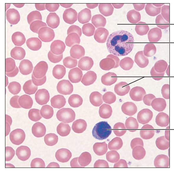 <p>What is this tissue, and where is it found?</p>