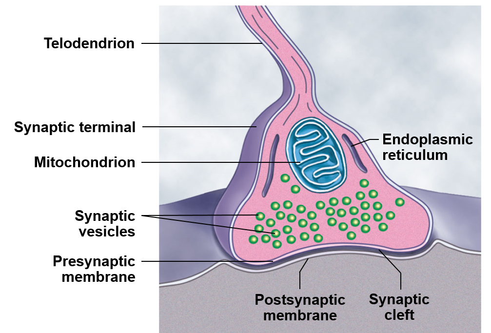<p>Where the action potential is converted into a chemical signal</p><p>When this involves a muscle, we call the synapse the neuromuscular junction</p><p>When a gland is involved, we might say the neuroglandular junction </p>