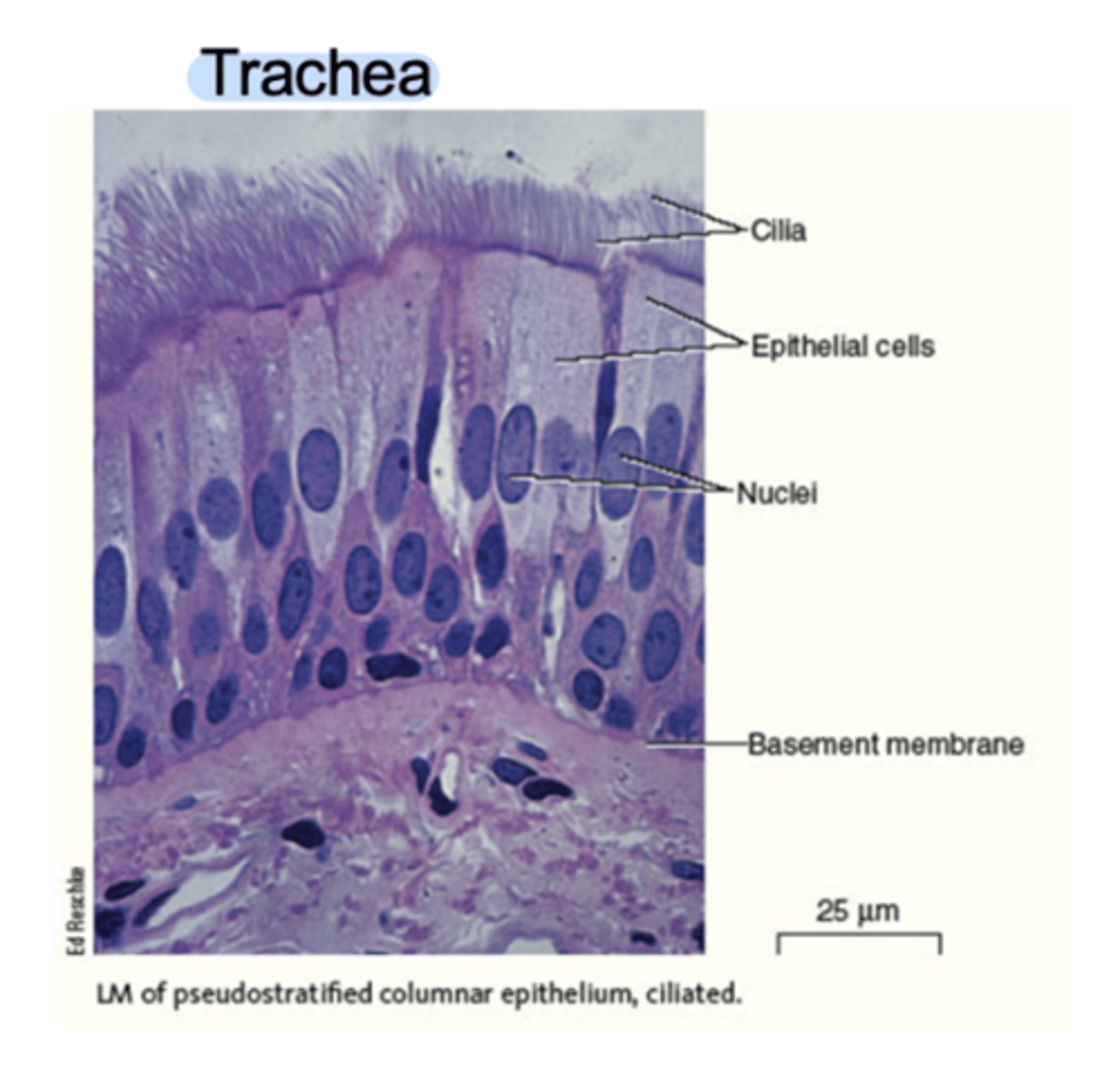 <p>- Ciliated: Contains cilia on the apical surface, and often contains goblet cells (mucus-secreting cells). Function to secrete mucus, and propulsion (movement of mucus and trapped particles by cilia). Location: Lining of trachea, lining of bronchi.</p><p>- Non-ciliated: Lacks cilia, Function: Absorption and Secretion. Location: Epididymis, and parts of the urethra (in males).</p>