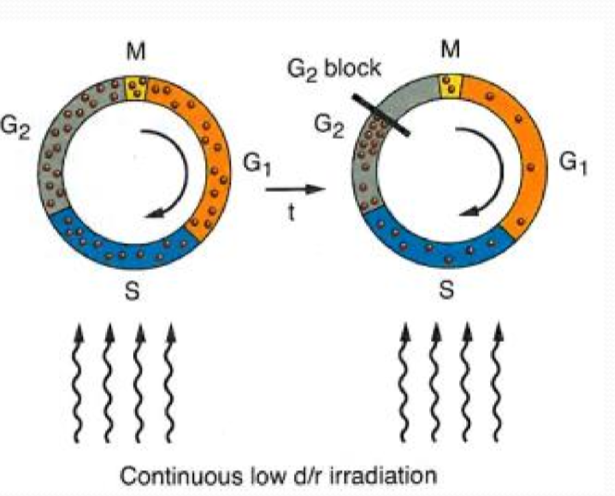 <p>at high dose rates, cells are frozen in the phase of the cell cycle</p><p>but in low dose rates, the cells continue through the cell cycle during irradiation, making them more sensitive</p>