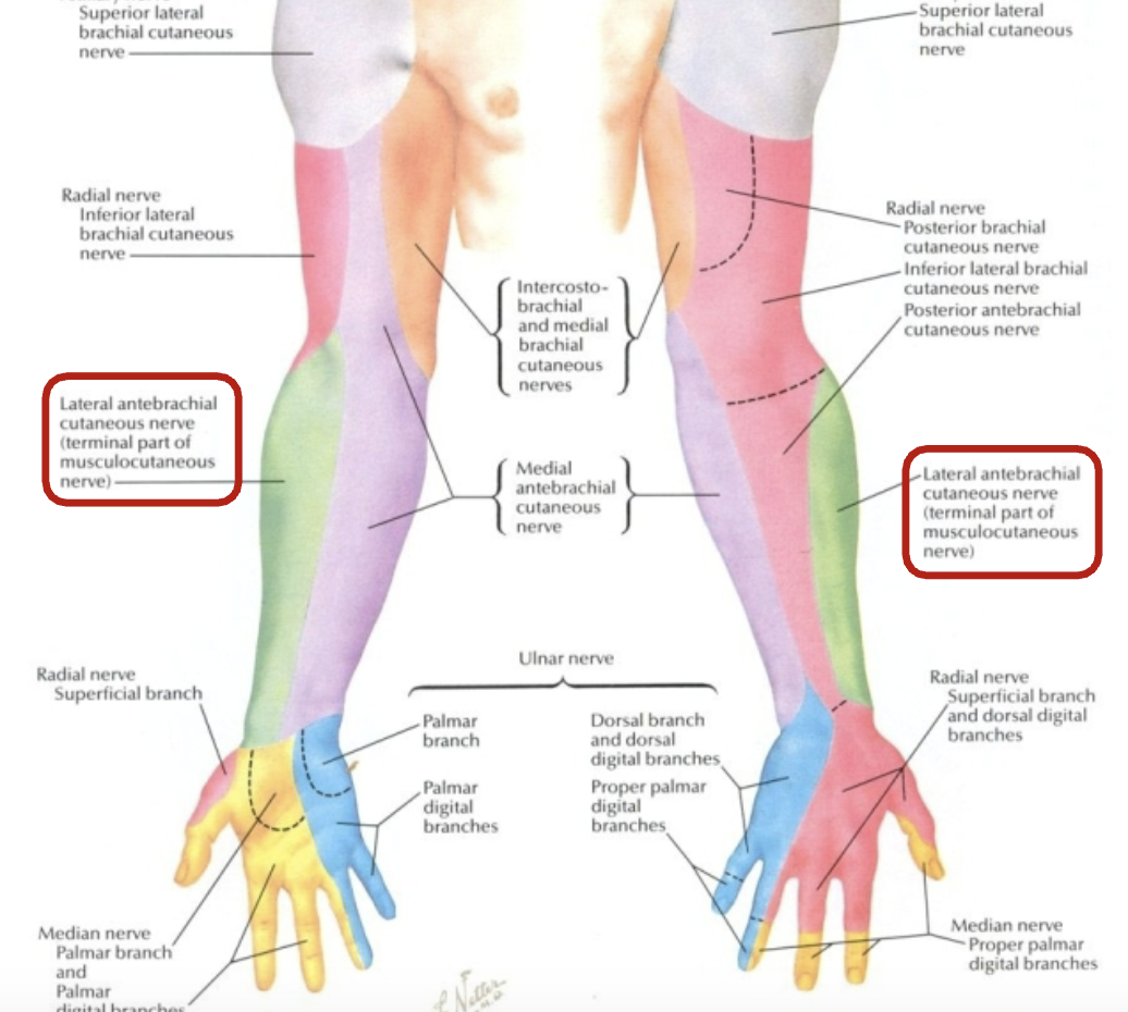 <p>lateral antebrachial cutaneous nerve (terminal part of musculocutaneous nerve)</p>