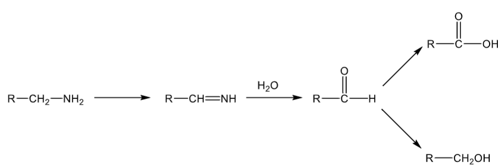 <p>Amine can be:</p><p>primary (2 Hs) or have groups no larger than a methyl  </p><p>forms an imine intermediate</p><p>carbon alpha to the nitrogen cannot be CH3</p>