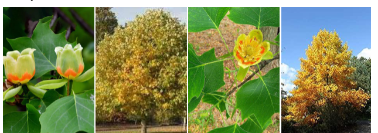 <p>-have those flat seed pods with the cone like spike that hurt bad to step on barefoot</p>