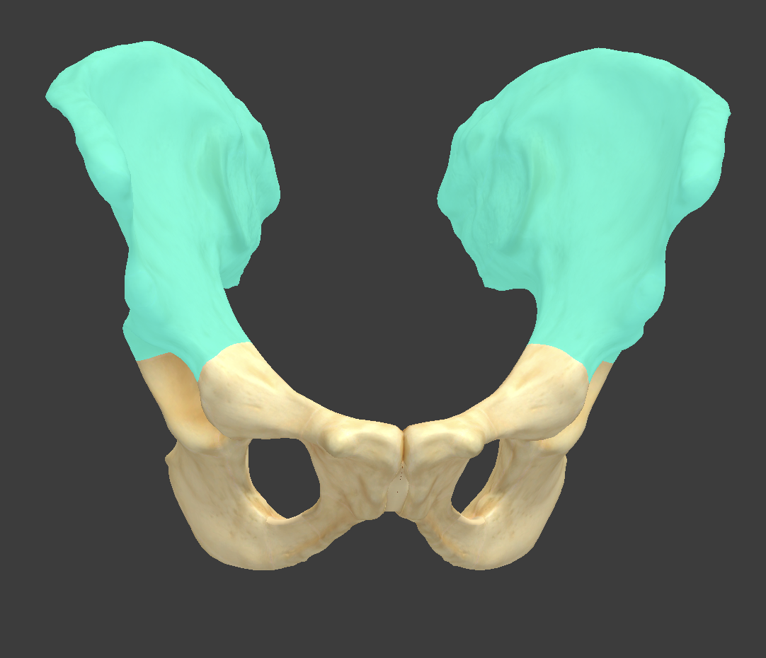 <p>Name and bone</p>