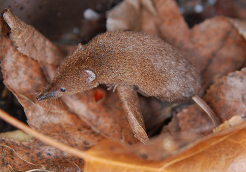 <p>Sorex longirostris</p>