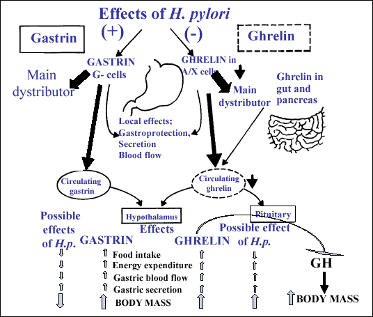<ul><li><p><strong>Gastrin</strong>: Frisätts från G-celler i antrum och binder till parietalcellerna → ökad produktion av saltsyra. </p></li><li><p><strong>Ghrelin</strong>: Frisätts från X-celler och stimulerar orexigena neuron i hypothalamus samt frisättning av GH från hypofysen. </p></li></ul><p></p>