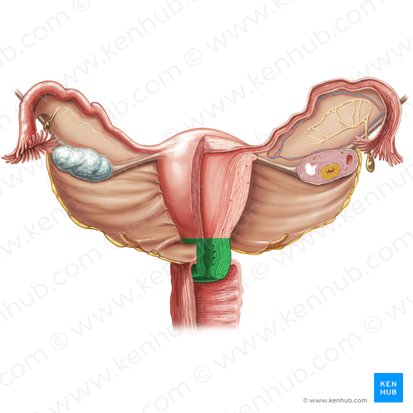 <ul><li><p>the lower, narrower end of the uterus (womb) that connects the uterus to the vagina </p></li></ul><p></p>