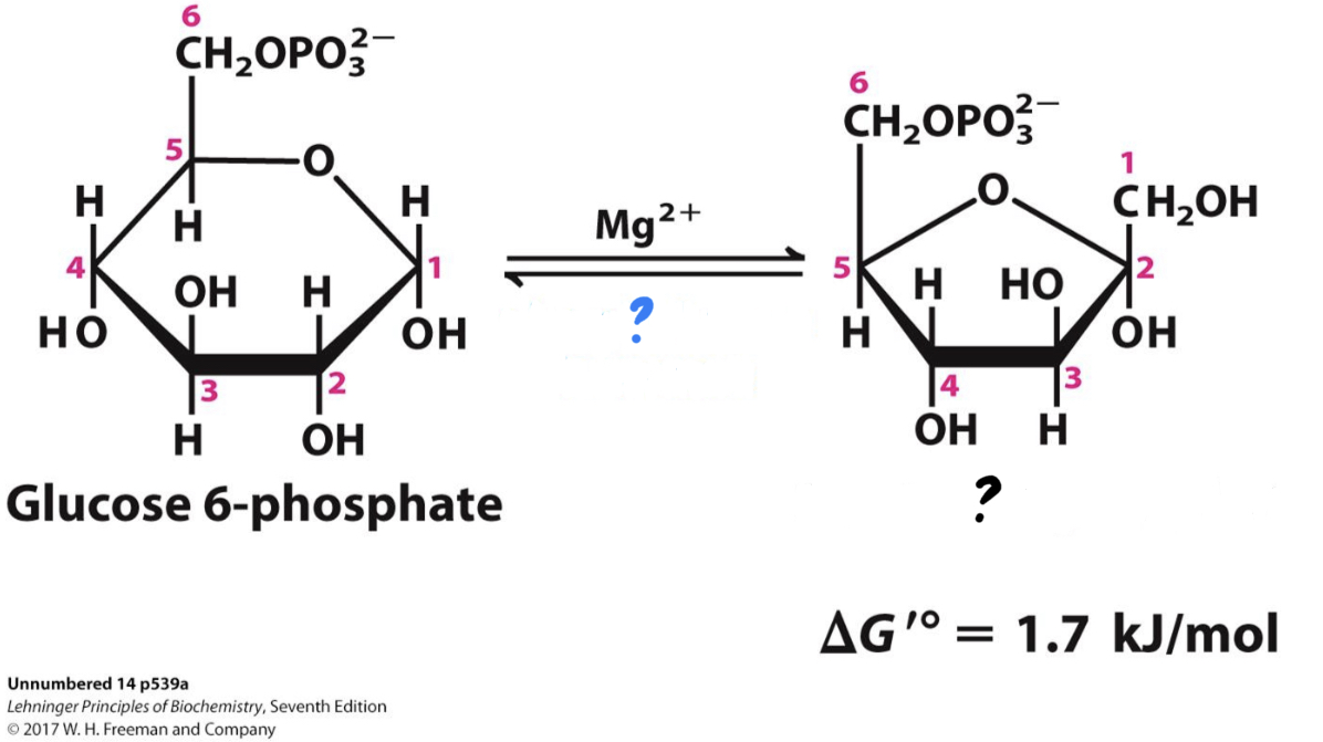 <ul><li><p>This step from phosphoglucose to phosphofructose allows the eventual split of the sugar into two three-carbon molecules</p></li></ul>