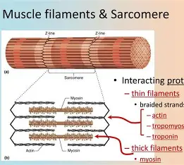 <p>Actin (Thin) Filaments</p>