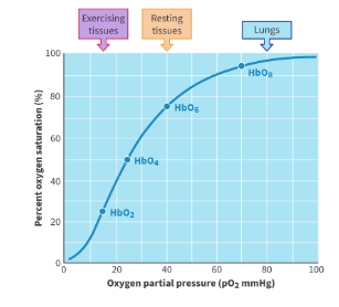 <p>Describe shape of oxygen dissociation curve</p>