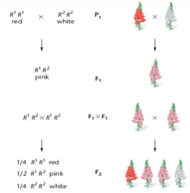<ul><li><p style="text-align: justify;"><span style="background-color: transparent;">Neither of the alleles are dominant nor recessive thereby expressing an intermediate phenotype</span></p><ul><li><p style="text-align: justify;"><span style="background-color: transparent;">Wild type allele is R1 = Red</span></p></li><li><p style="text-align: justify;"><span style="background-color: transparent;">Mutant allele is  __ = ___</span></p></li><li><p style="text-align: justify;"><span style="background-color: transparent;">This type of mutation is loss of function</span></p></li></ul></li></ul><p></p>