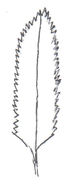 term image