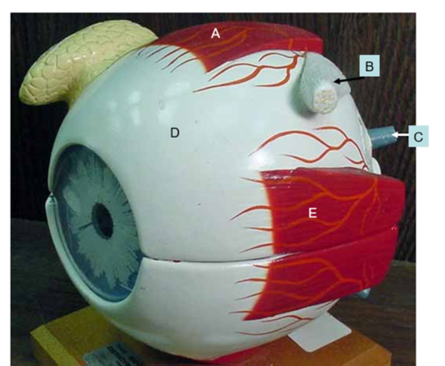 <p>What structure is the letter E?</p>