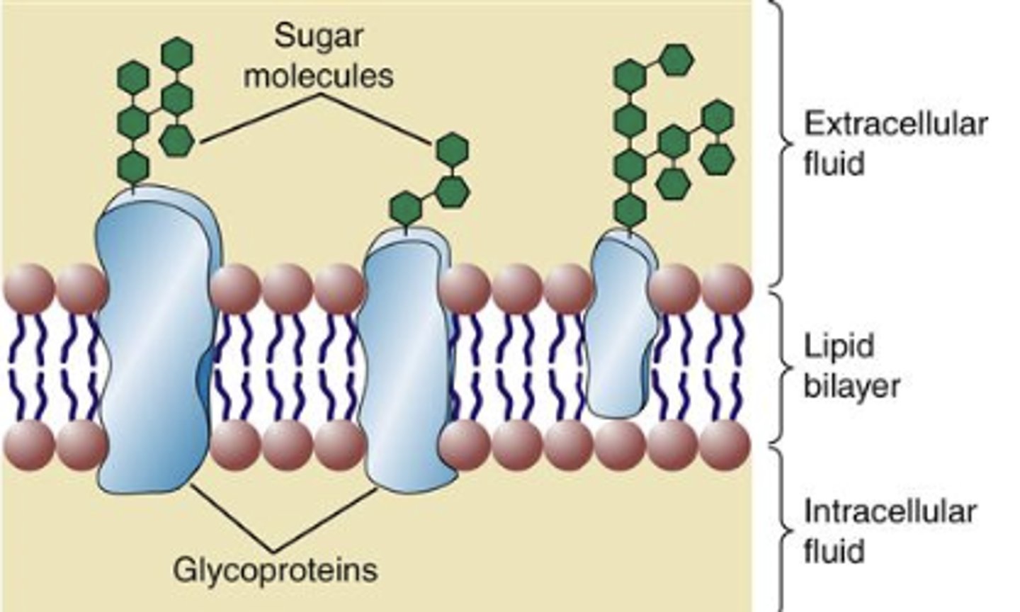 <p>- A glycoprotein is a protein with an oligosaccharide (carbohydrate group) attached and protruding on the outer surface of the cell membrane</p><p>- Glycoproteins are most prominent in plasma membranes</p><p>- They play a role in cell-cell recognitions</p>