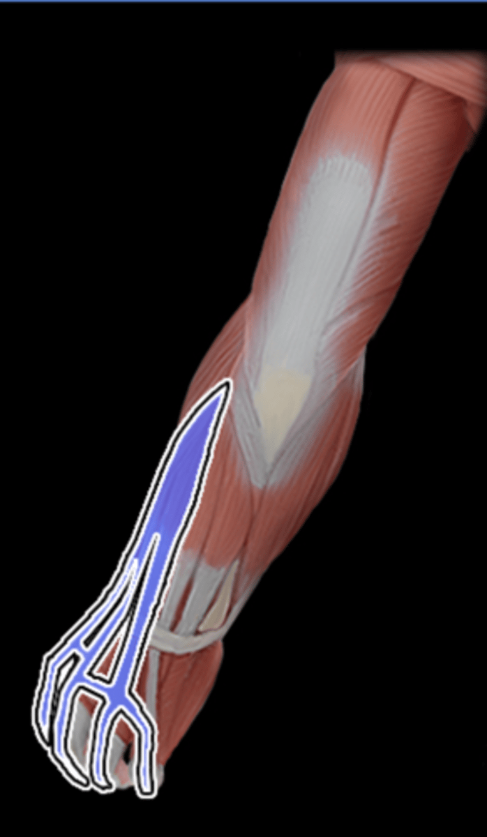 <p>What Muscle Is Highlighted?</p>