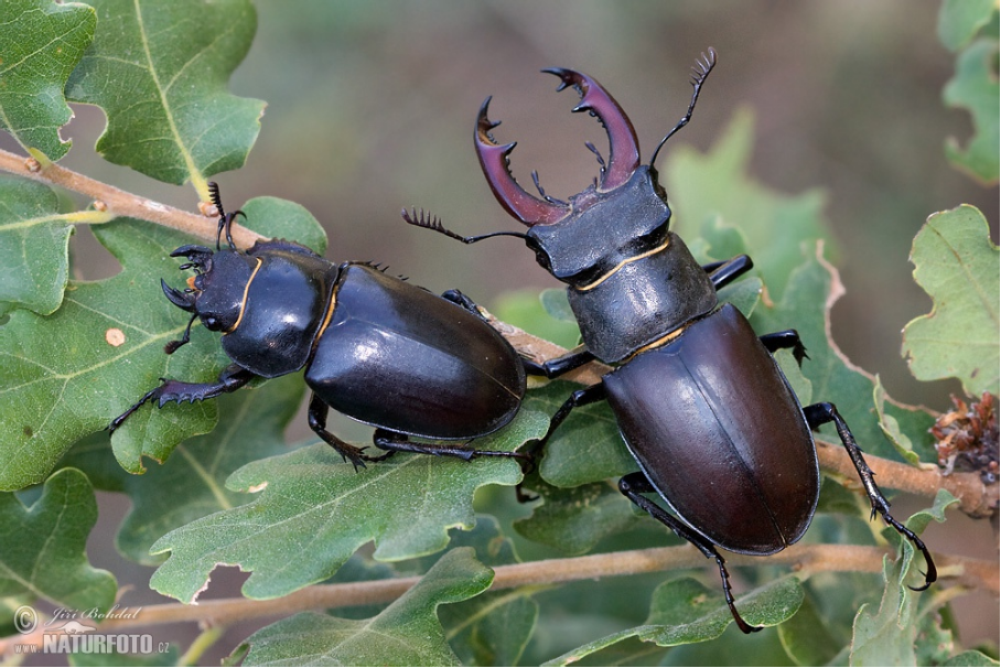 <p>roháč obecný </p>