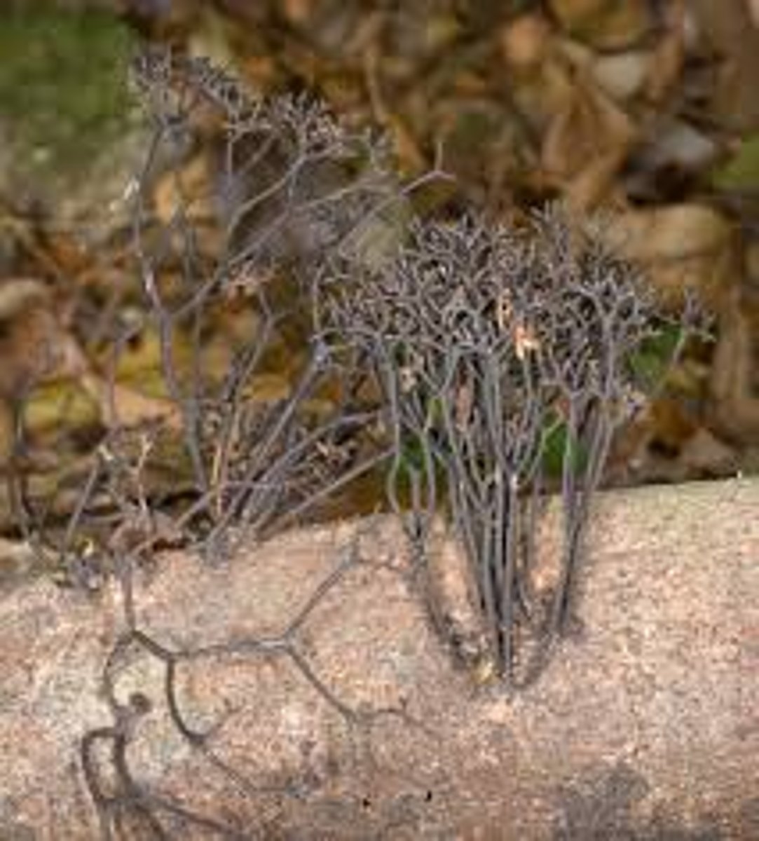 <p>Gatunek z rzędu Xylariales</p>