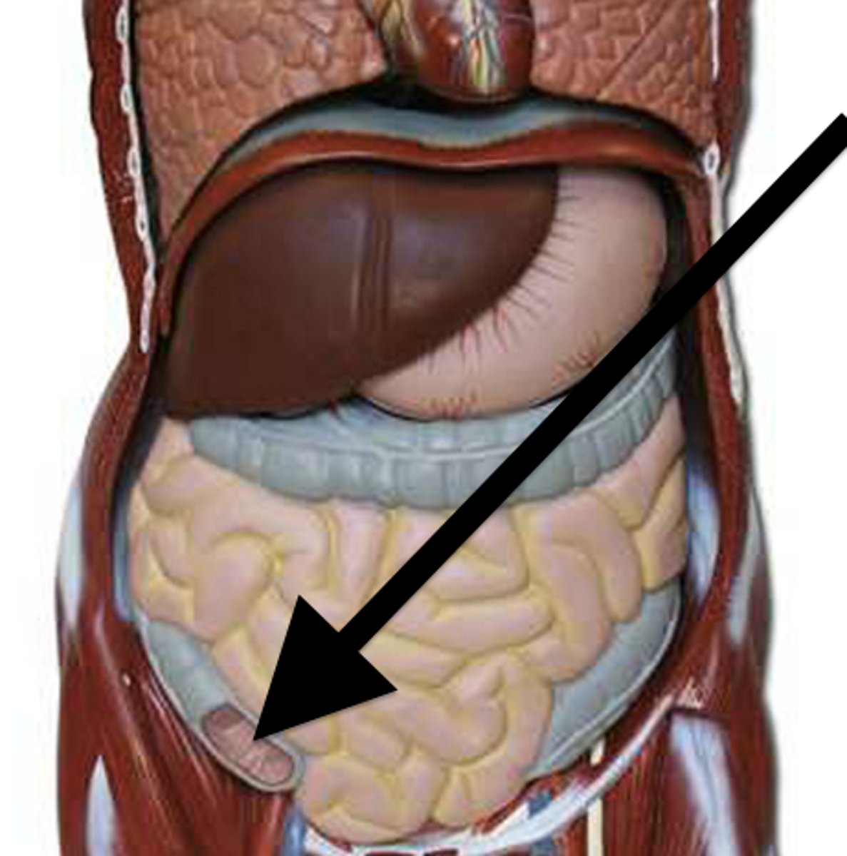 <p>The beginning of the large intestine, connecting the ileum of the small intestine to the colon.</p>