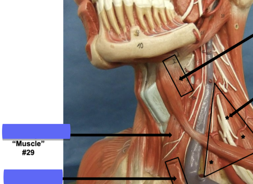 <p>Label muscle #29 </p>