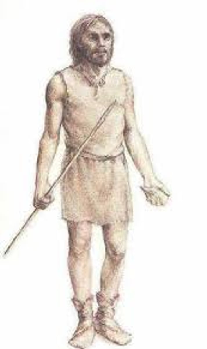 <p>• produced art</p><p>• Upper Palaeolithic tools</p><p>• ritual burials</p><p>• short to normal gestation for size</p><p>• altricial (underdeveloped at birth)</p><p>• rapid post-natal brain growth</p><p>• long juvenile period for size</p><p>• short interbirth period (can have many children in quick succession)</p><p>• delayed age of sexual maturity</p><p>• long post-reproductive life-span</p>
