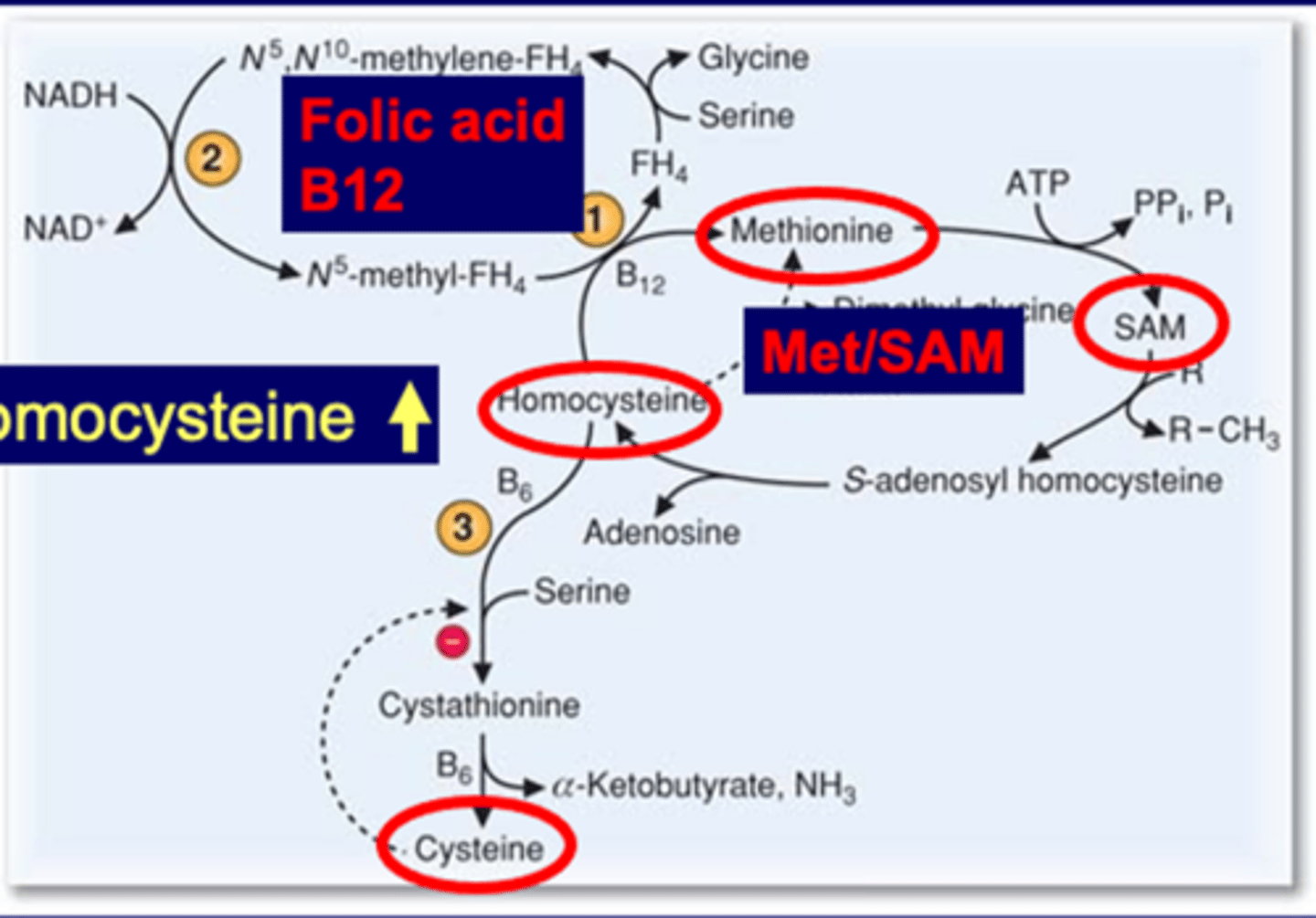 <p>Meth->SAM->SAH->homocys</p><p>homocys is toxic->Meth (requires <strong>B12 and folic acid)</strong></p><p>homocys (alt path)->cystathrionine->cysteine <strong>(dep on B6)</strong></p><p></p><p>when hc goes up try to push to cys but has neg feedback (inhib)</p><p>will keep circling between meth, but hc will still build up</p><p><strong>high hc is nemia in blood, uria in the urine</strong></p><p></p><p><span style="text-decoration:underline">initially give folic acid, B12 and B6 for treatment</span></p><p>if B6 responsive or not, binds to enzyme to make cysteine. sometimes enzyme mutates and not binds</p><p>severe form of high hc</p>