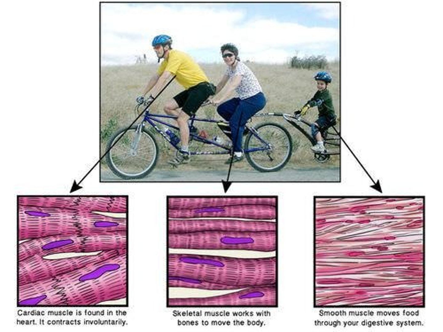 <p>There are three types of muscles in the body: skeletal (stratified), smooth, and cardiac.</p>