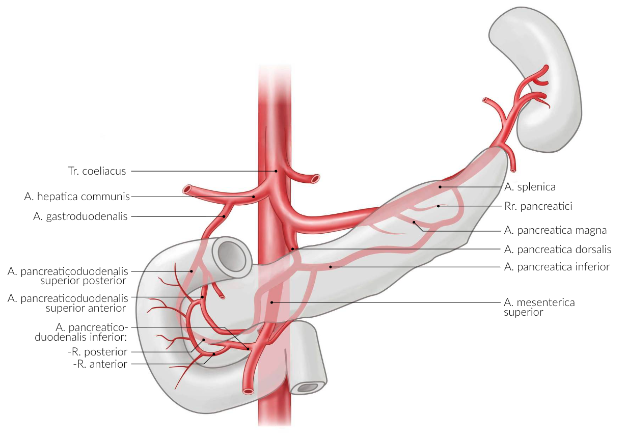 <p>D. Anterior superior pancreaticoduodenal artery – Anterior inferior pancreaticoduodenal artery</p>