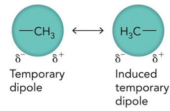 <p>force between neutral atoms based on distance; weak</p>