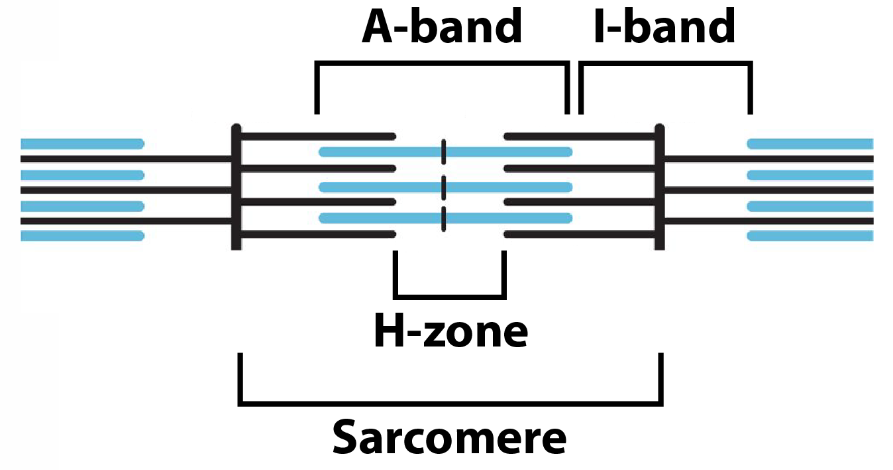 <p>Z line- end of sarcomere</p><p><strong>M </strong>line- <strong>m</strong>iddle of sarcomere</p><p><strong>I</strong> band- th<strong>I</strong>n filaments only</p><p><strong>H</strong> band- only t<strong>H</strong>ick filaments</p><p><strong>A</strong> band- <strong>A</strong>ll of the thick filament, including the overlapped portions with thin filaments</p><p></p>