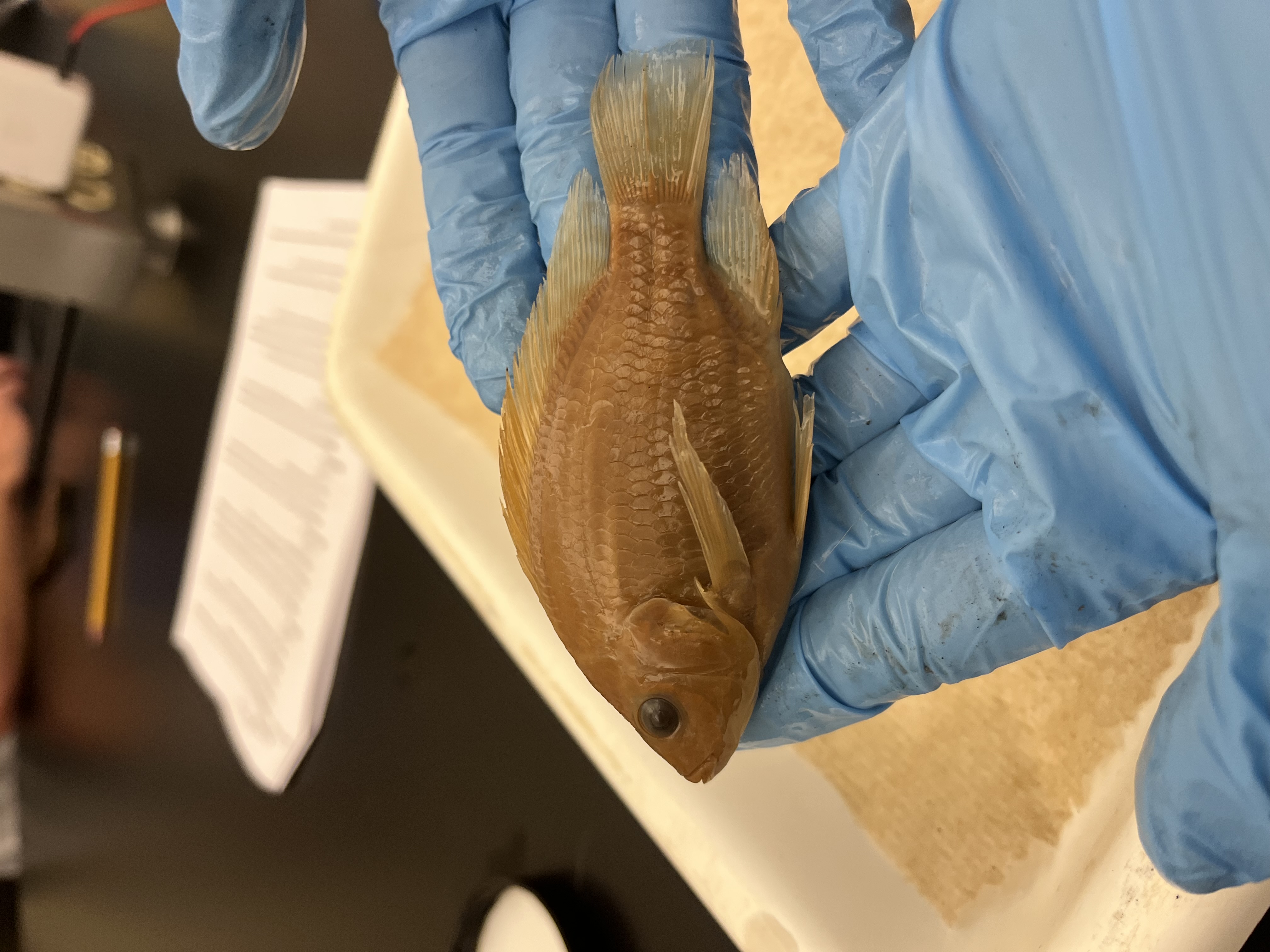 <p>Cichlids</p>