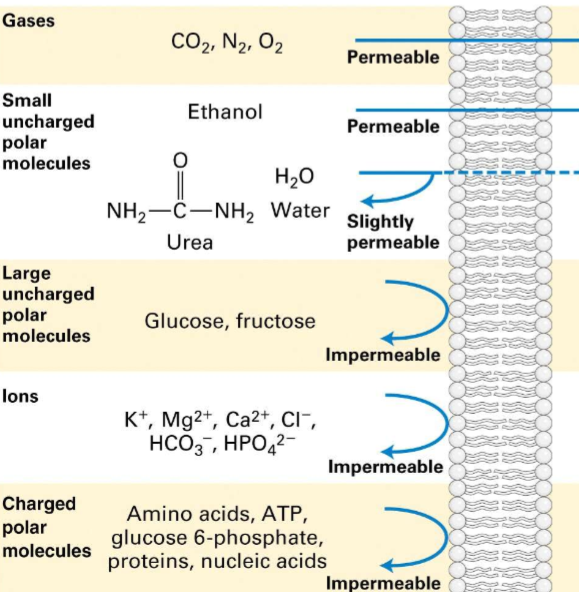 <ol><li><p>bepaalde kleine ongeladen polaire moleculen (bv ureum, water)</p></li></ol><p></p>