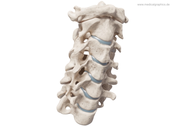 <p>Identify the bone.</p>