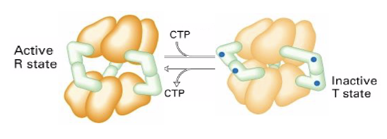 * cytosine triphosphate (CTP) is an allosteric inhibitor
* The enzyme, aspartate transcarbamoylase or ATCase, is regulated by the allosteric inhibitor, CTP. 
* On the left-hand side is the ATCase multimer with six catalytic (yellow) and six regulatory (green) subunits. 
* The regulatory subunits contain the modulator binding sites for CTP. 
  * When CTP binds to the regulatory subunits, conformational changes in each twist the entire complex into the inactive conformation, essentially hiding or masking the substrate binding sites. 
* When CTP concentrations are low, CTP binding sites are empty and we see a change in the active conformation. 
* The active state, relaxed state (R) and inactive state, or tense state (T) are determined by the concentration of the allosteric modulator, CTP.