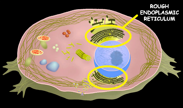 <p>Rough Endoplasmic Reticulum</p>