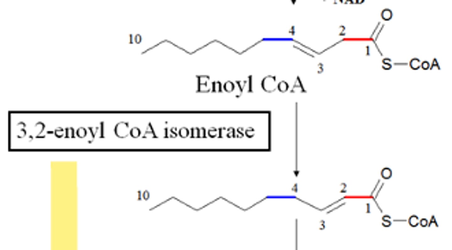 <p>What does 3,2-enoyl CoA isomerase do?</p>