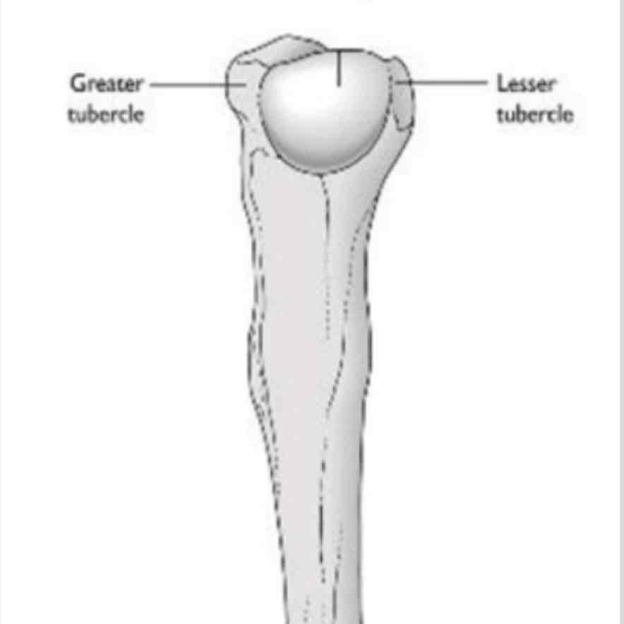 <p>cat #1 / small rounded project or process / greater &amp; lesser tubercle of humerus</p>